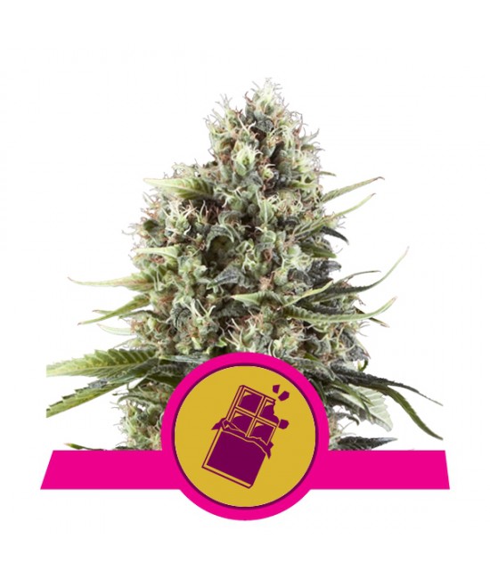 a cannabis plant with a pink ribbon around it