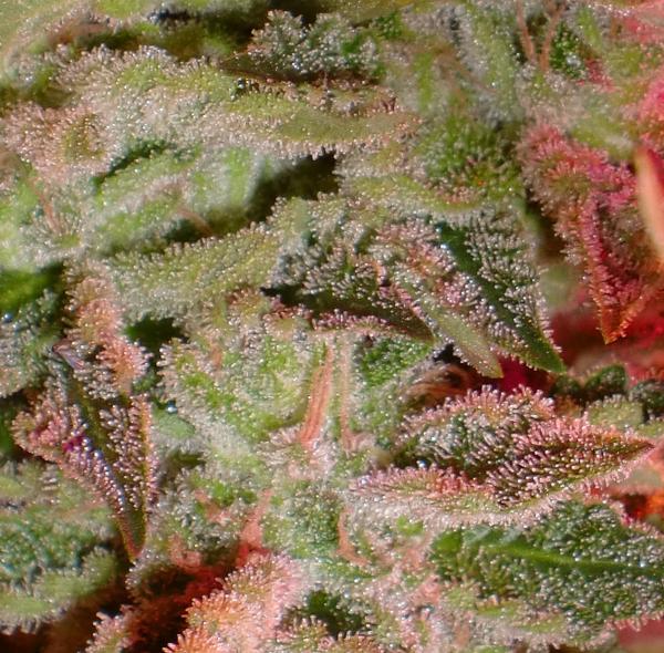a close up of a green and red plant