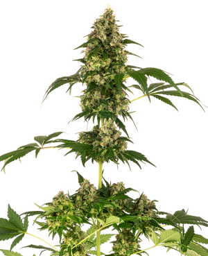 a tall plant with lots of green leaves
