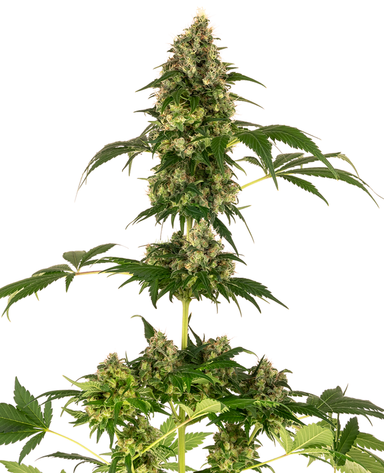 a tall plant with lots of green leaves