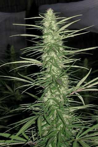 a close up of a plant in a field