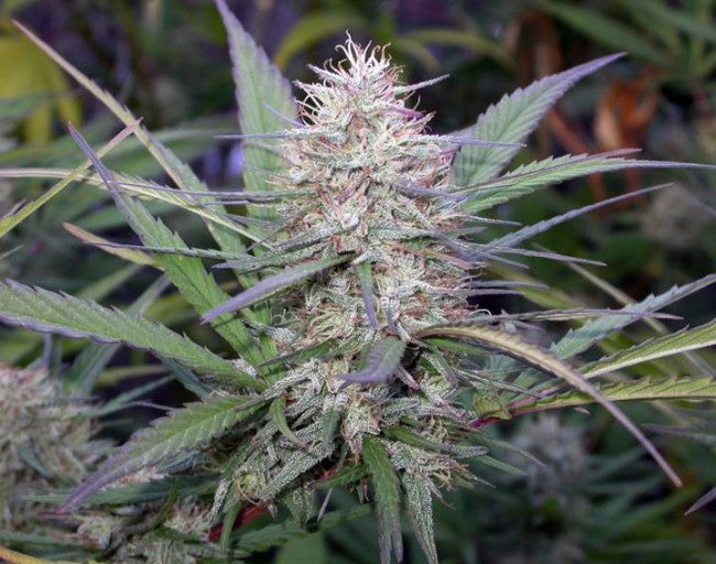a close up of a plant in a field