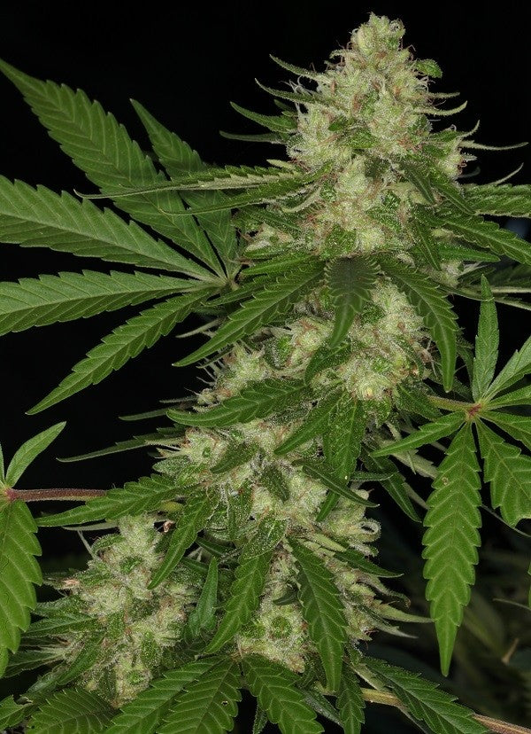 a close up of a plant with green leaves