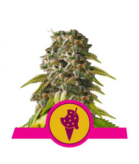 a cannabis plant with a pink ribbon around it