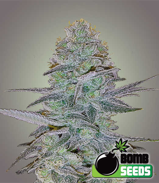 a picture of a marijuana plant with a bomb seeds logo