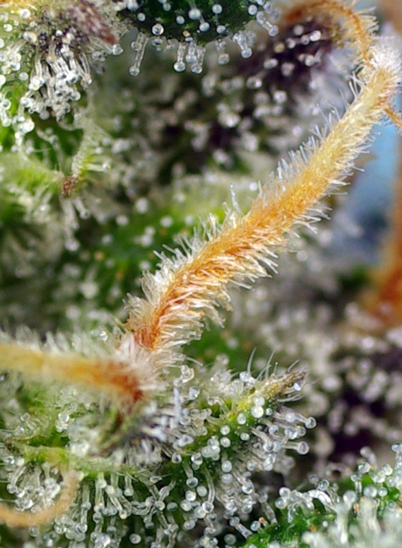 a close up of a plant with drops of water on it