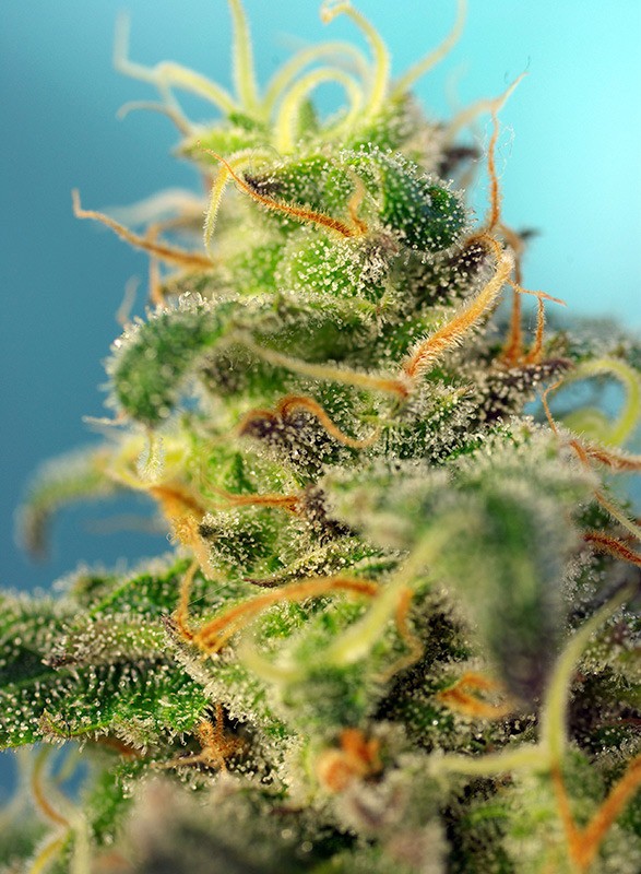 a close up of a green and yellow plant