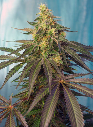 a close up of a plant with green leaves