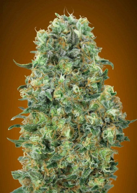 a close up of a marijuana plant