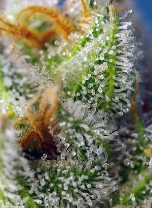 a close up of a plant with drops of water on it