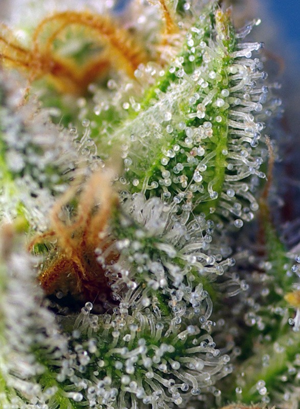 a close up of a plant with drops of water on it