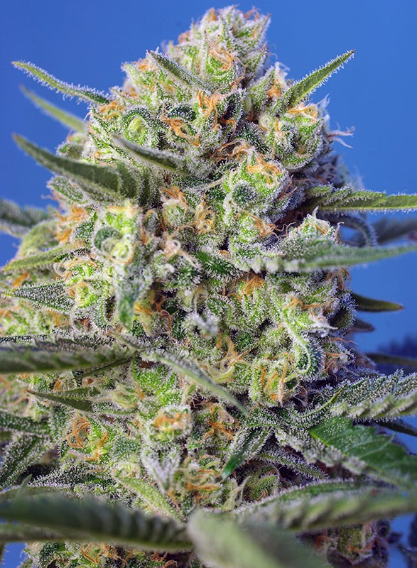 a close up of a plant on a blue background