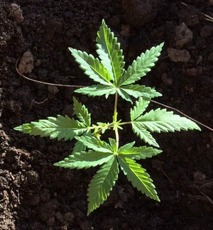 a close up of a plant growing in dirt