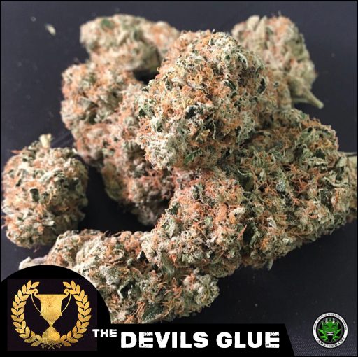 Devil's Glue - Feminised Seeds