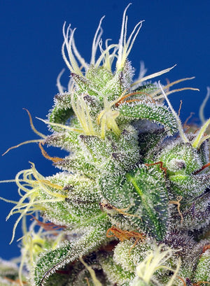 a close up of a plant with frost on it