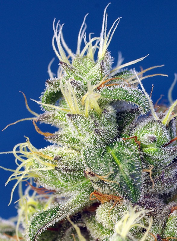 a close up of a plant with frost on it