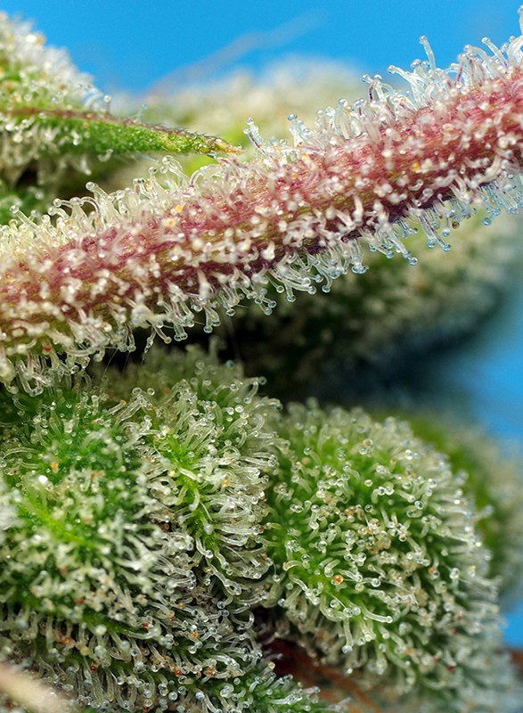 a close up of a green plant with tiny white flowers