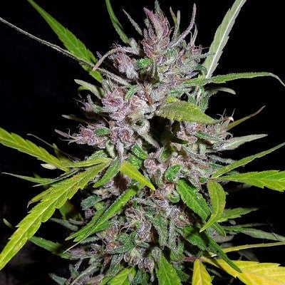 a close up of a plant on a black background