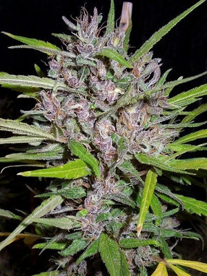 a close up of a plant on a black background