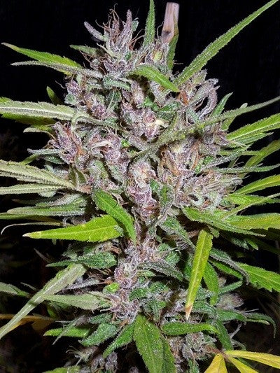 a close up of a plant on a black background