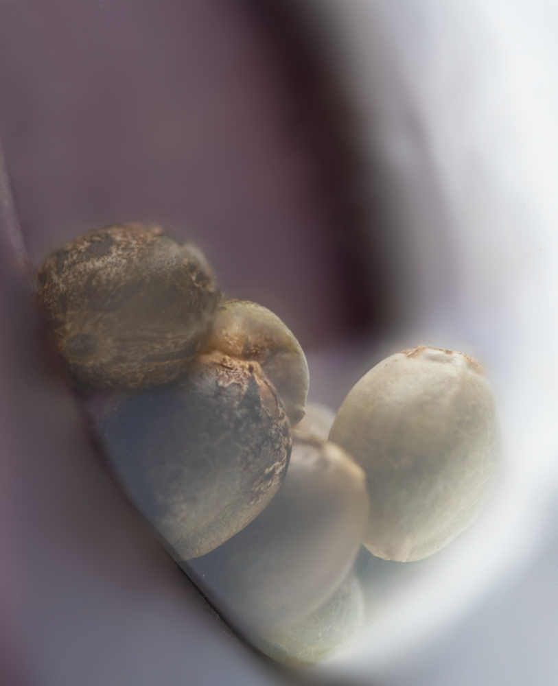 a close up of some fruit on a table