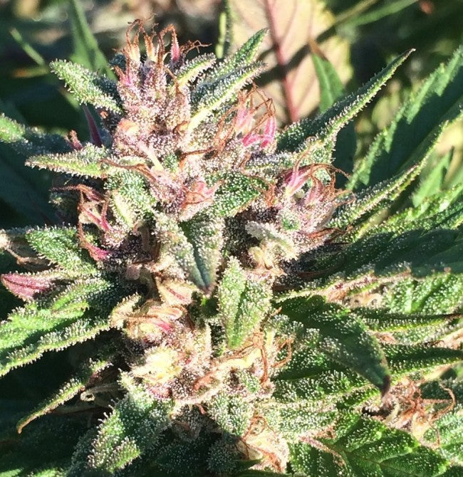 a close up of a plant in a field
