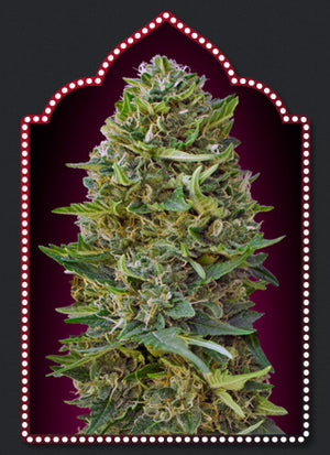 a picture of a marijuana plant in a frame
