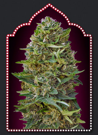 a picture of a marijuana plant in a frame