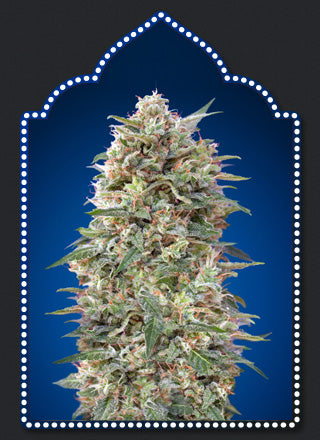 a picture of a marijuana plant in front of a blue background