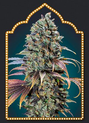 a picture of a marijuana plant in a frame
