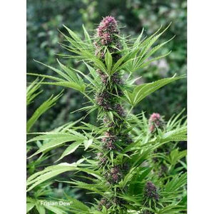 a close up of a plant with lots of leaves