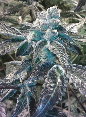a close up of a plant with frost on it