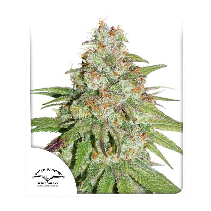a picture of a plant with a white background