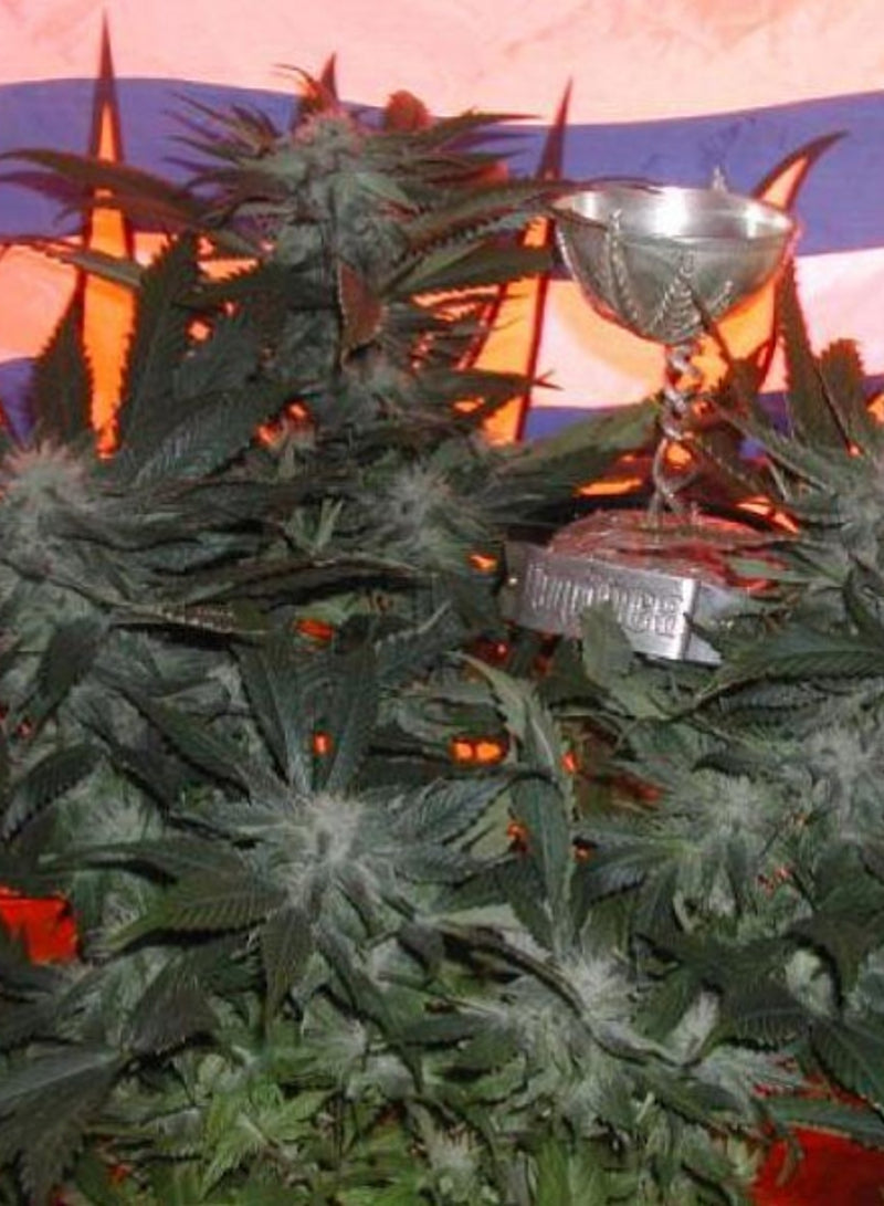 a silver cup sitting on top of a green plant
