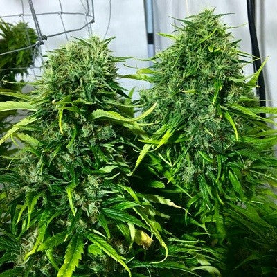 a couple of plants that are in a planter
