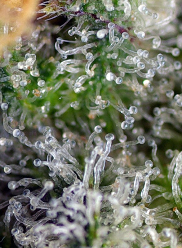 a close up of a plant with drops of water on it