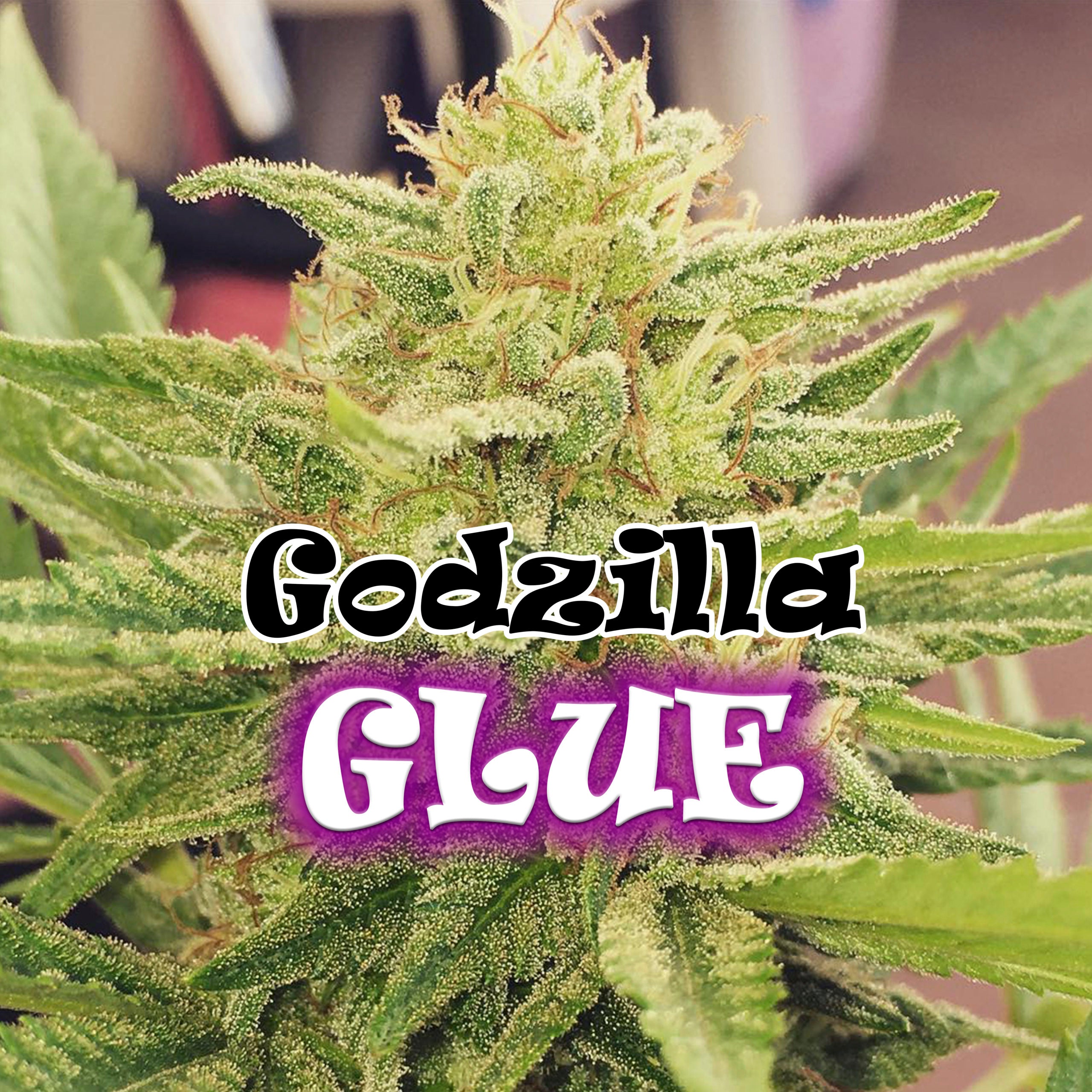 a close up of a plant with the words gorilla glue