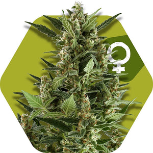 a marijuana plant with a green hexagonal background