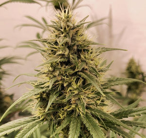 a close up of a plant in a room