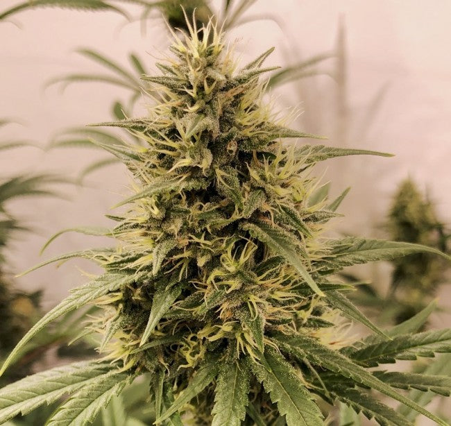 a close up of a plant in a room