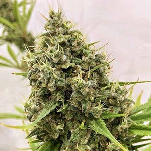 a close up of a plant on a table