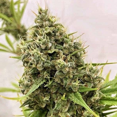 a close up of a plant on a table