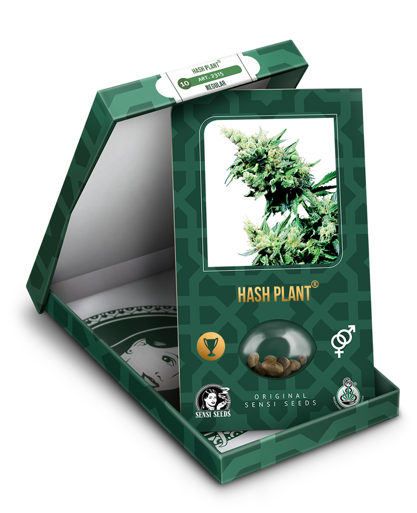 a box with a marijuana plant inside of it