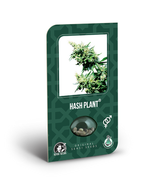 a box of hash plant seeds on a black background