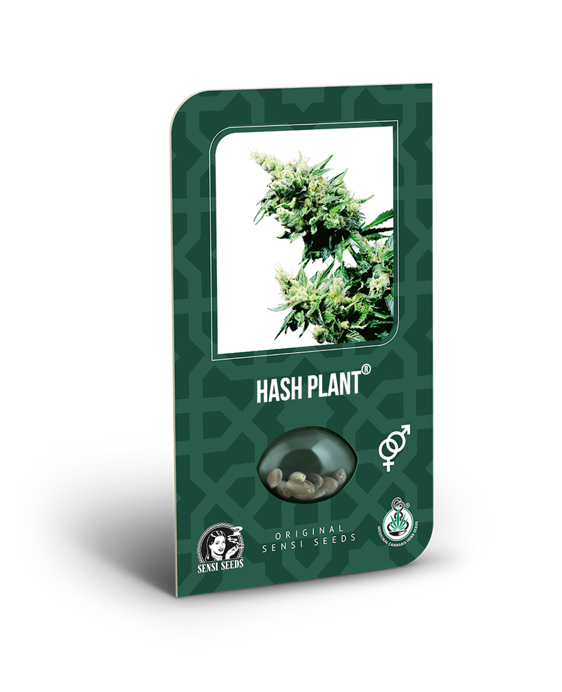 a box of hash plant seeds on a black background