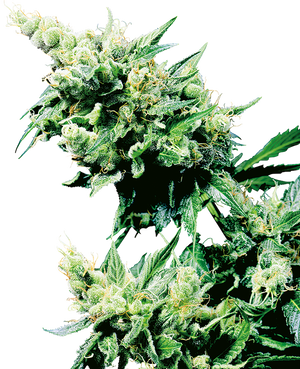a close up of a plant on a black background
