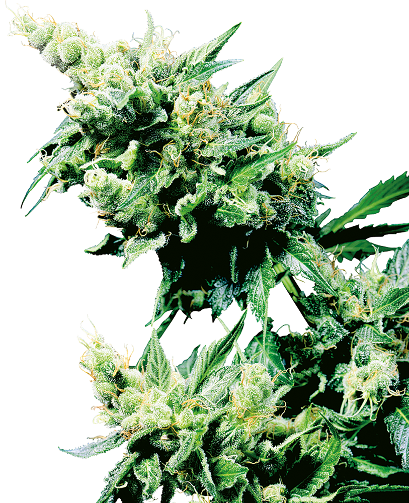 a close up of a plant on a black background