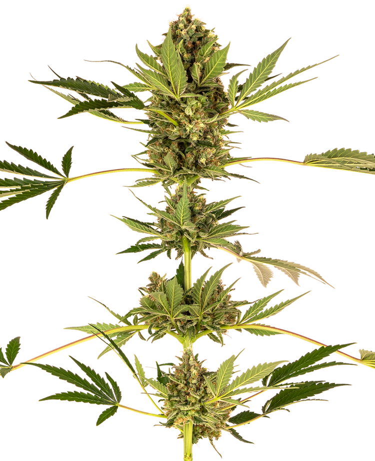 a close up of a plant on a black background