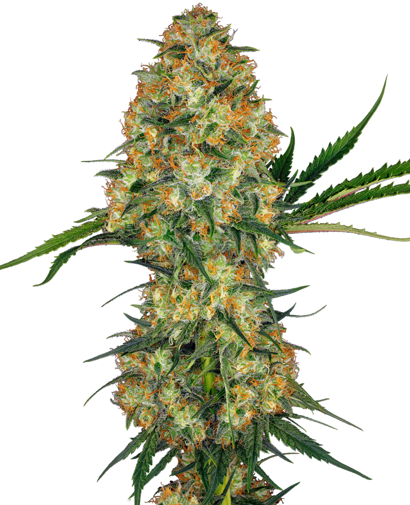 a close up of a plant on a black background