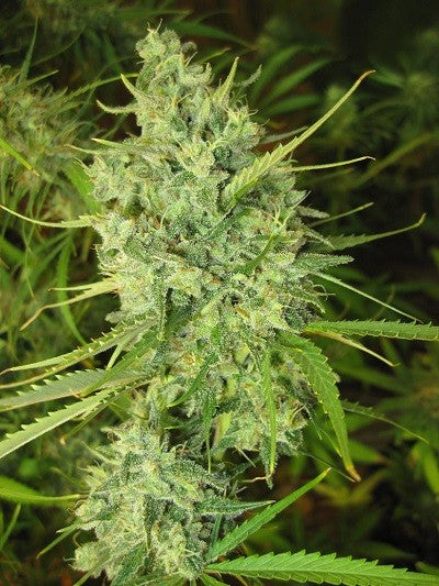 a close up of a plant in a field